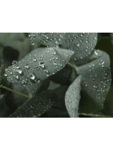 Eucalyptus Rain Confetti Wax Melts