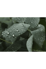 Eucalyptus Rain Wax Melts