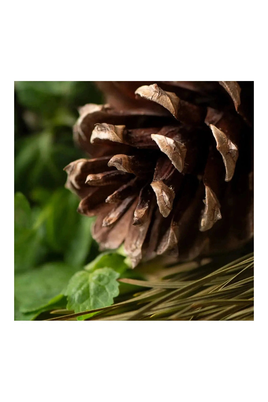 Sugar Pine & Patchouli Confetti Wax