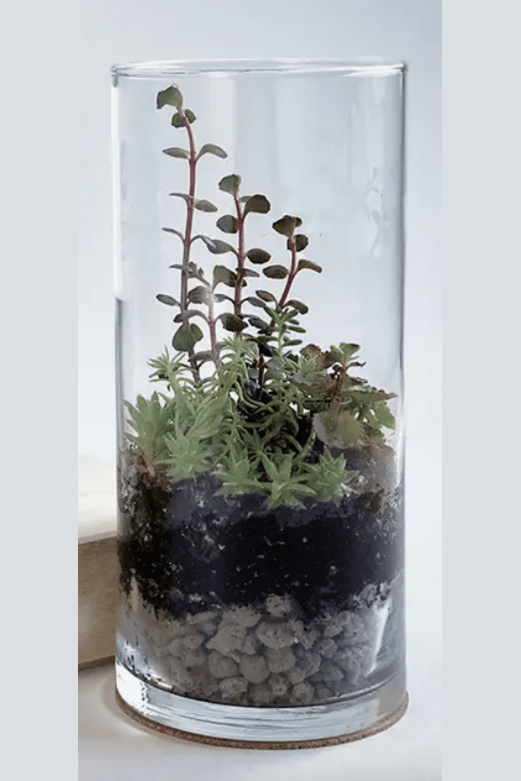 Glass Succulent Terrarium