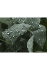 Eucalyptus Rain Confetti Wax Melts