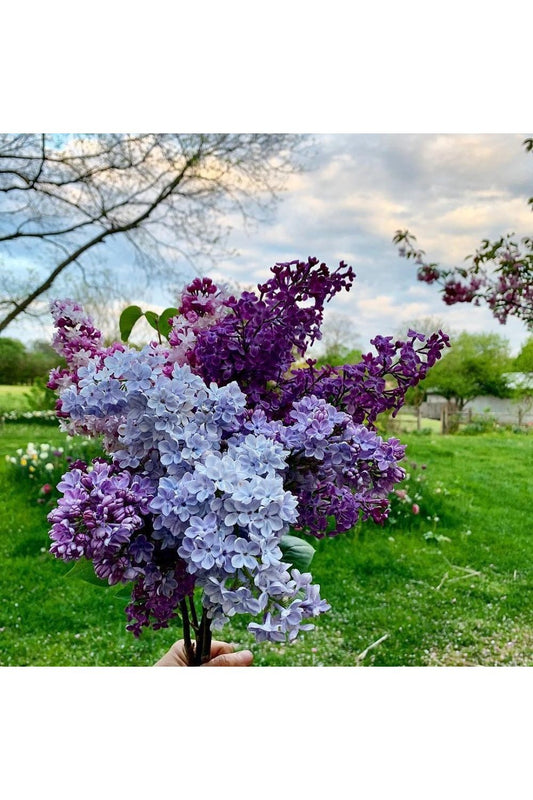 Lilac Blossom Wax Melts