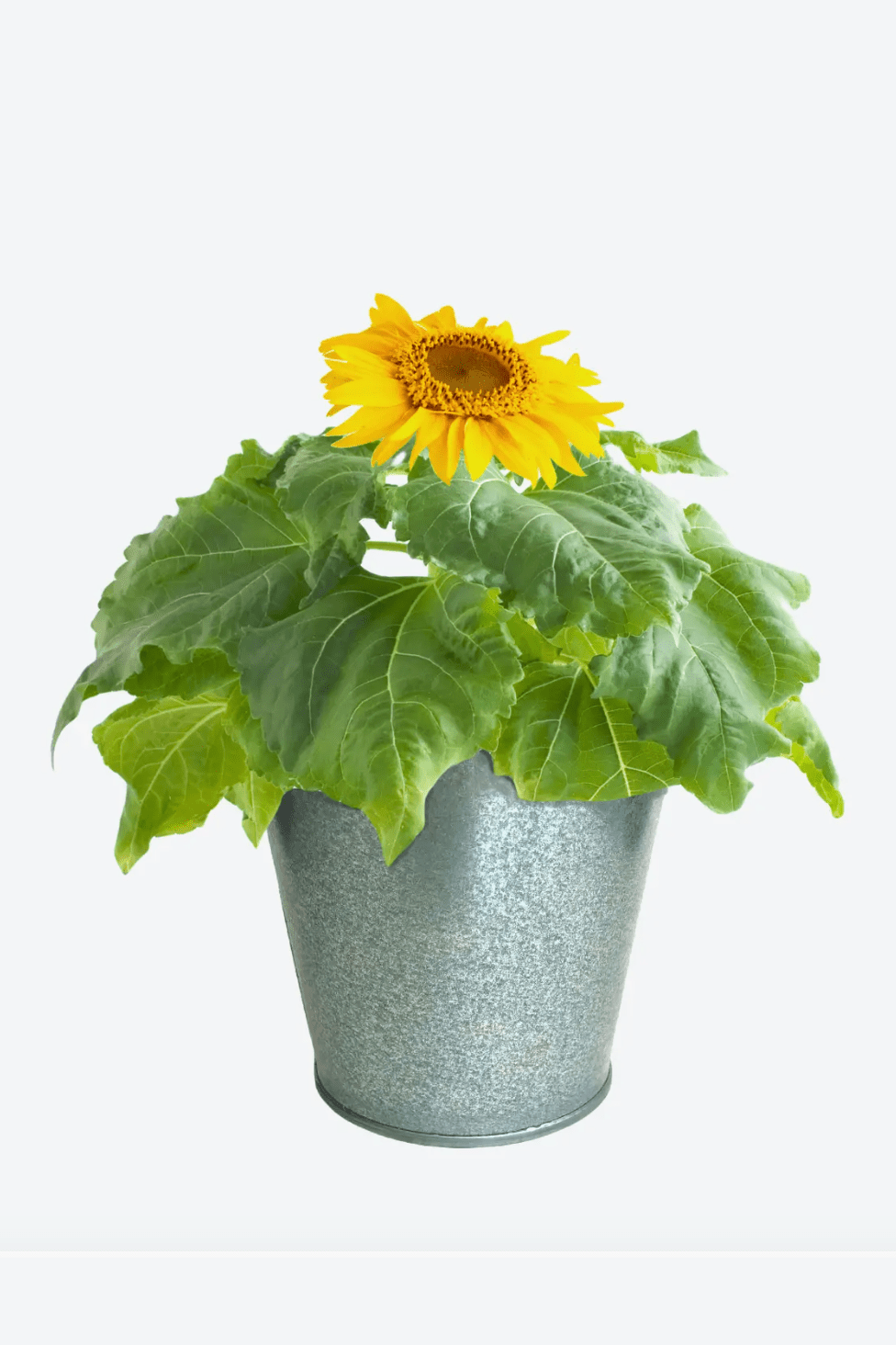 Garden in a Pail - Sunflower