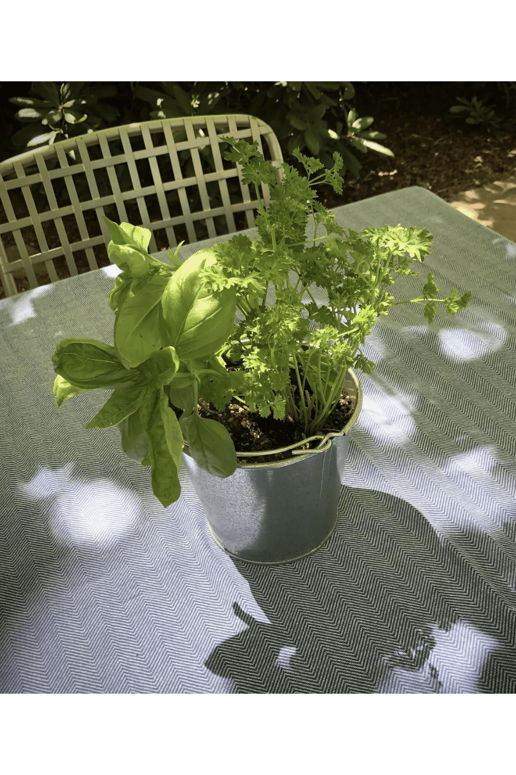 Garden in a Pail - Herb